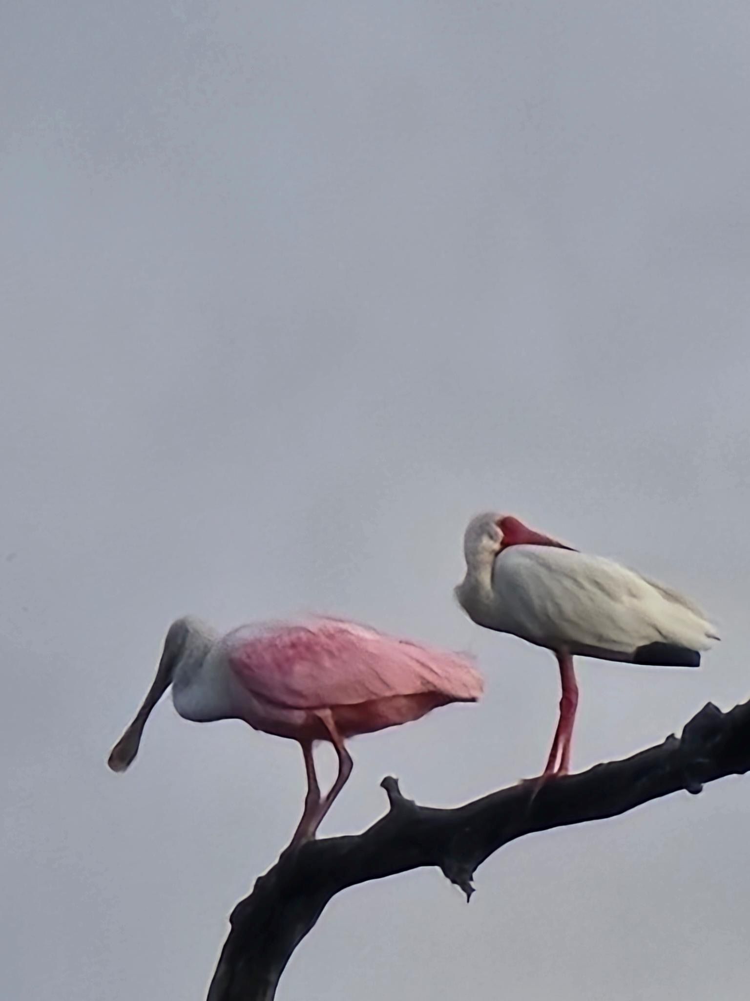 Picture of
a 2026 April UH outing