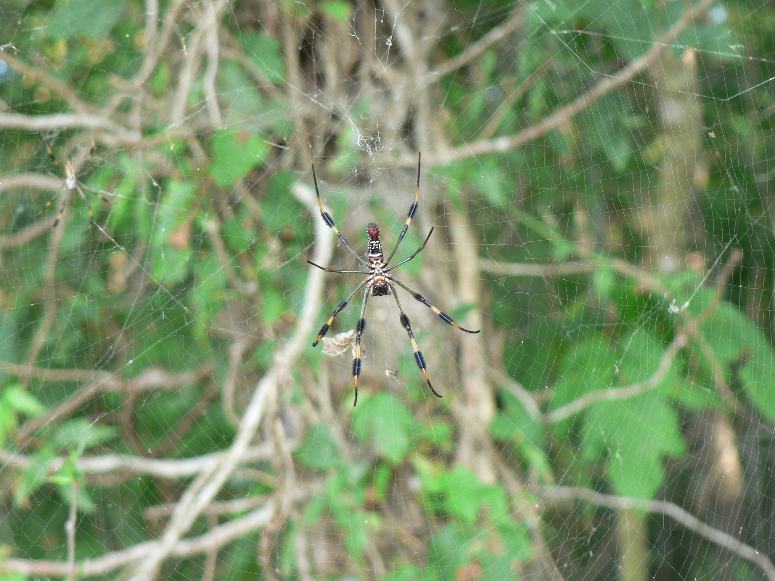 Picture of
a 2006 June UH outing