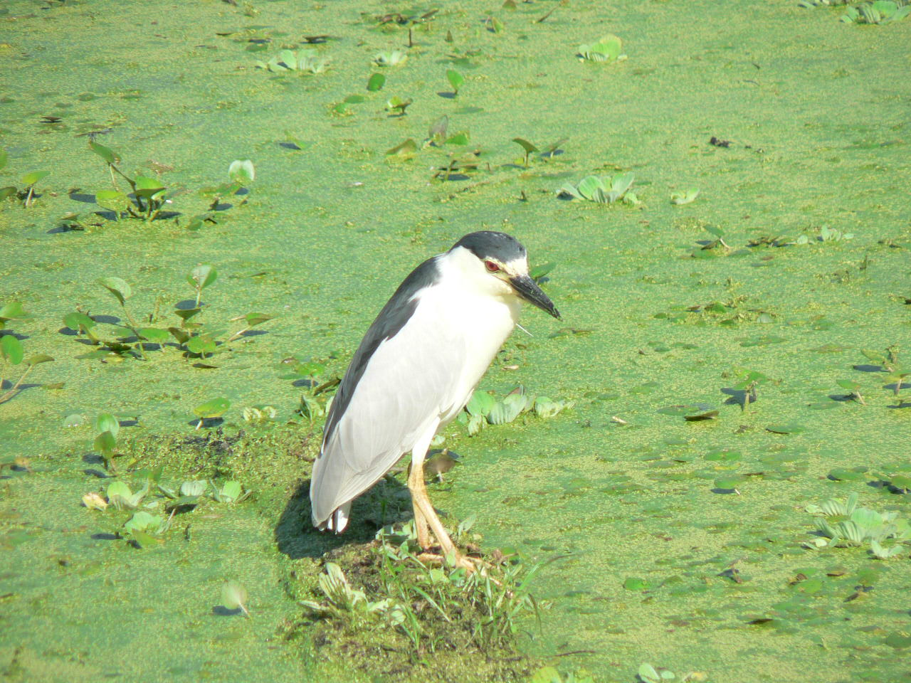 Picture of
a 2008 May UH outing