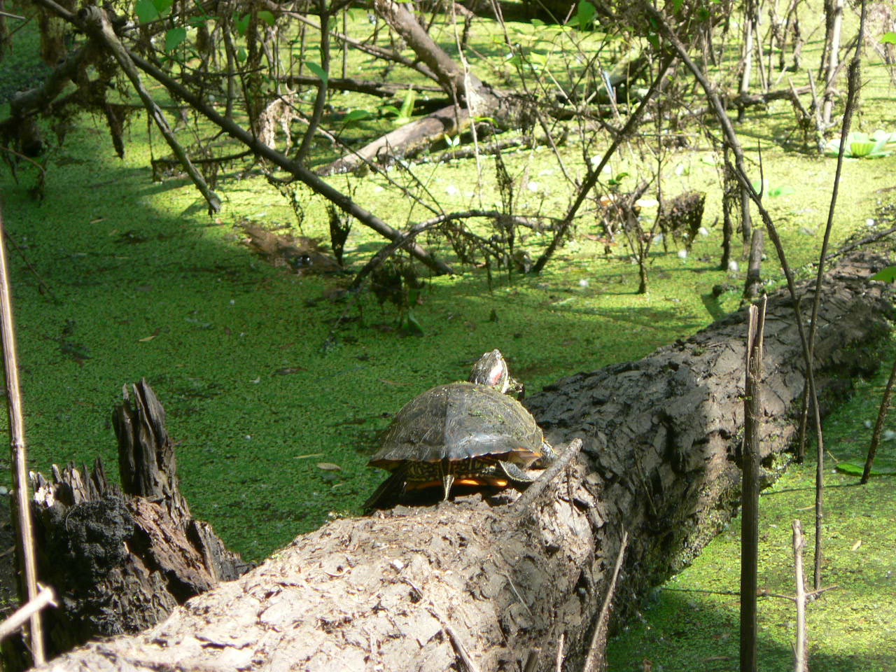 Picture of
a 2008 May UH outing